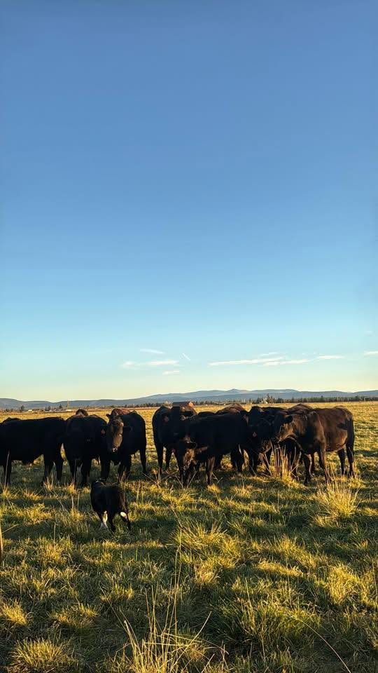 The Anson Beef Co. Wagyu herd on pasture