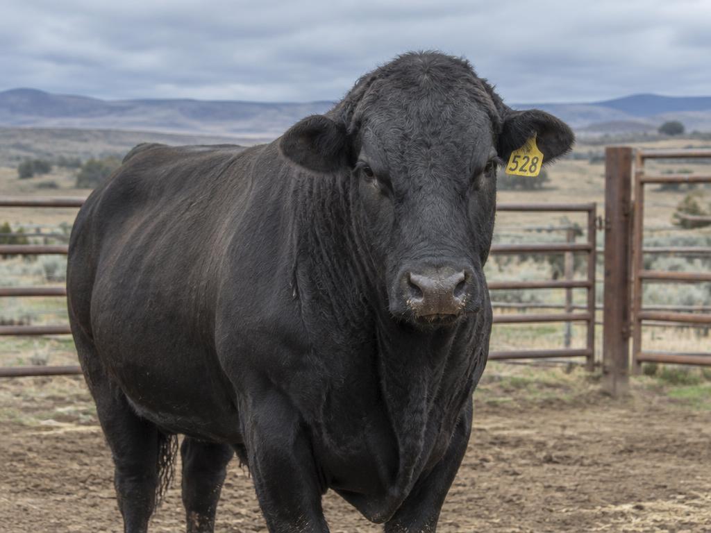 Fullblood Wagyu herd sire on green pasture