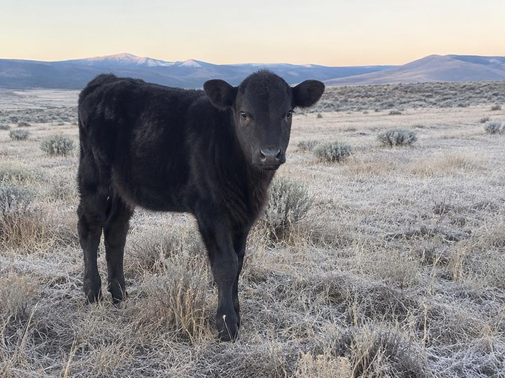 Young black Wagyu calf