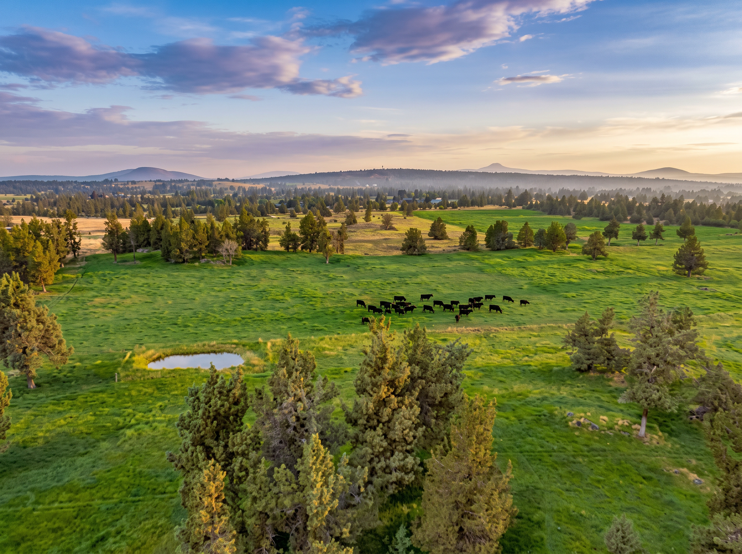 Black Wagyu cattle grazing in green natural pasture